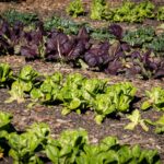 potager débutant légumes