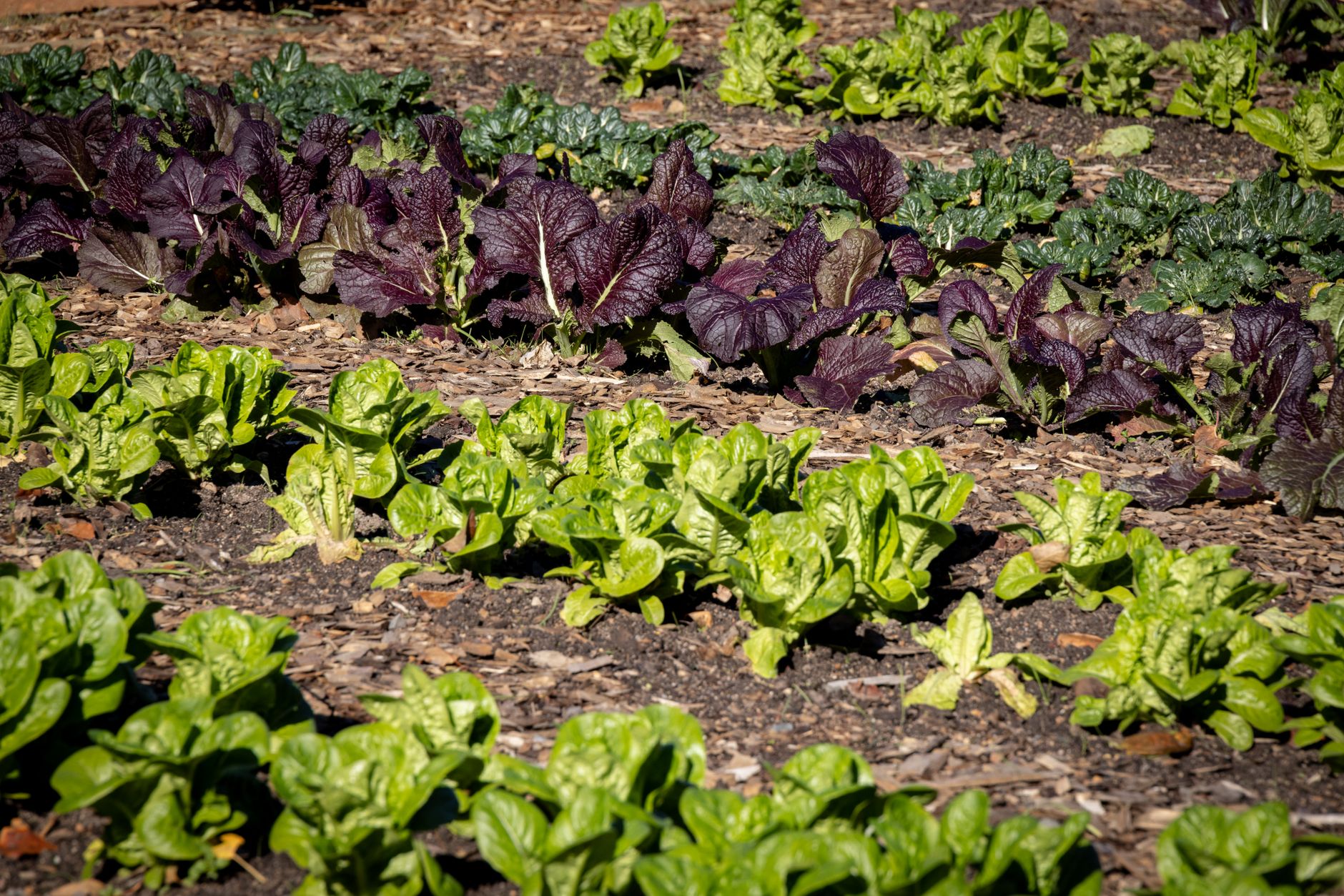 potager débutant légumes