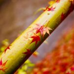 jardin japonais érable bambou