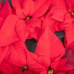 poinsettia rouge intérieur