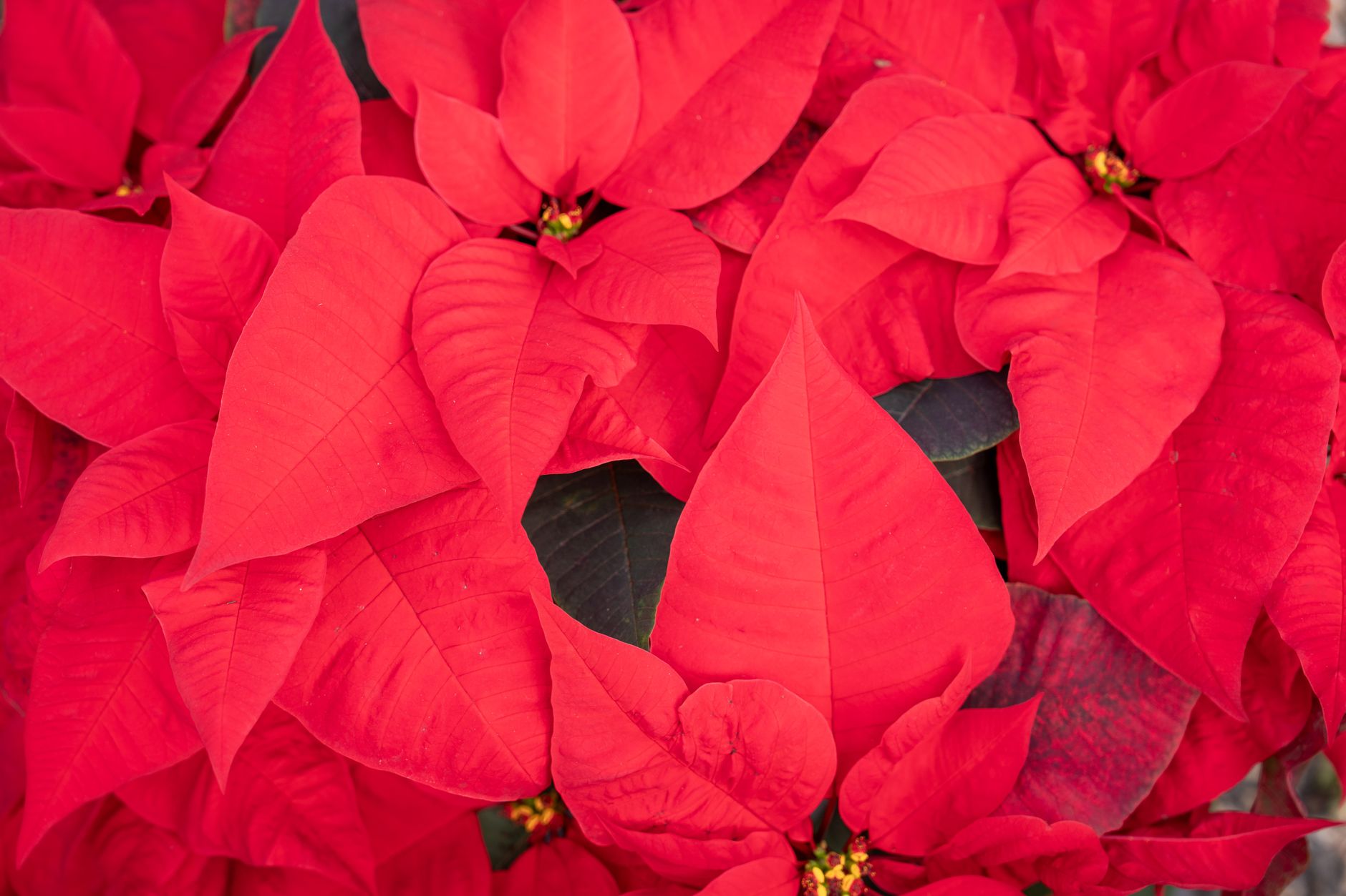 poinsettia rouge intérieur
