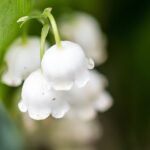 muguet au jardin