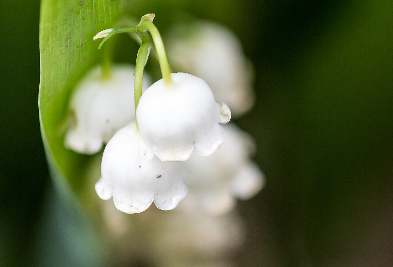 muguet au jardin