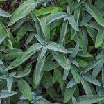 taille sauge jardin