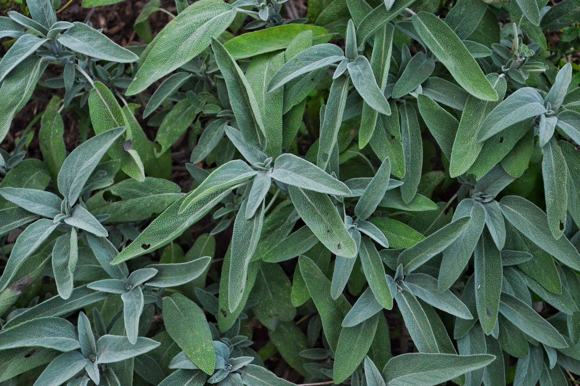 taille sauge jardin