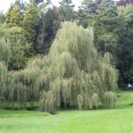 saule pleureur jardin