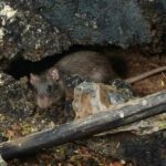 Inspection prudente d'un angle de plafond dans une maison pour rechercher l'origine d'une mauvaise odeur